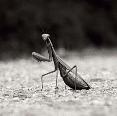 Mantis Provence 2008