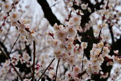 Nagoya Pflaumenblüte