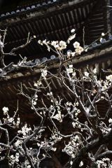 Kyoto Blüte unter Pagode
